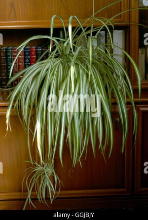 Chlorophytum comosum - `Vittatum' Spider Plant   HPS049233 Stock Photo